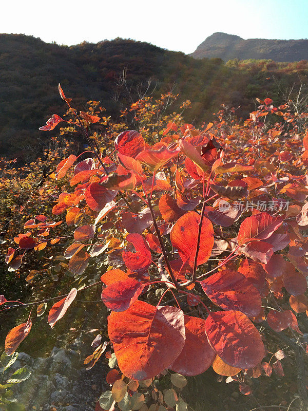 The Red Leaves in Mountain Scenary Area, Beijing